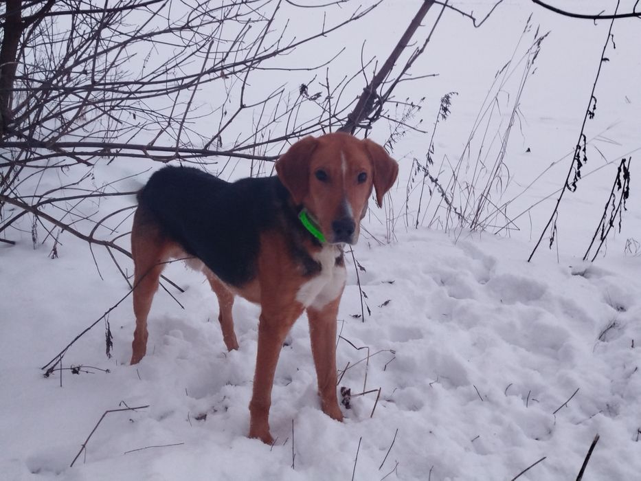 Продам Гончу собаку