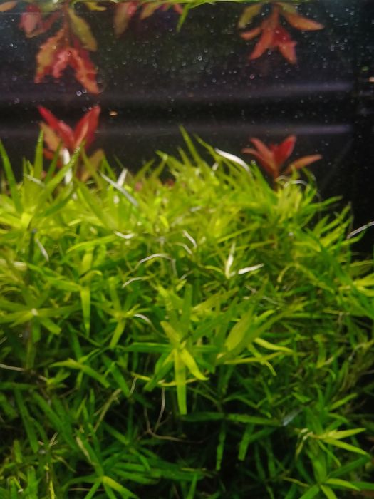 Roslina akwariowa Heteranthera zosterifolia