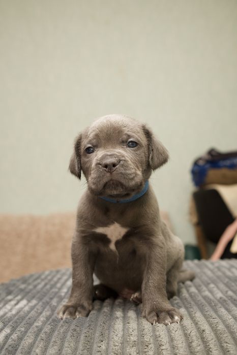 Цуценята Кане Корсо