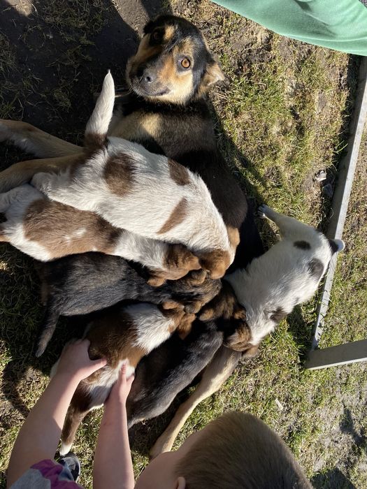 Собака, цуценя, щенки (3 місяці)