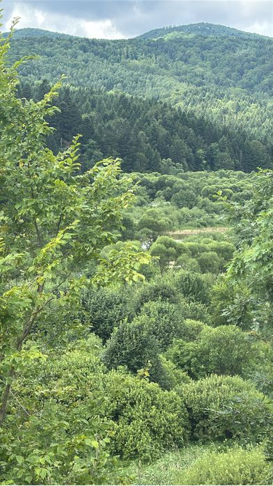 Земельна ділянка 6 соток біля Східниці