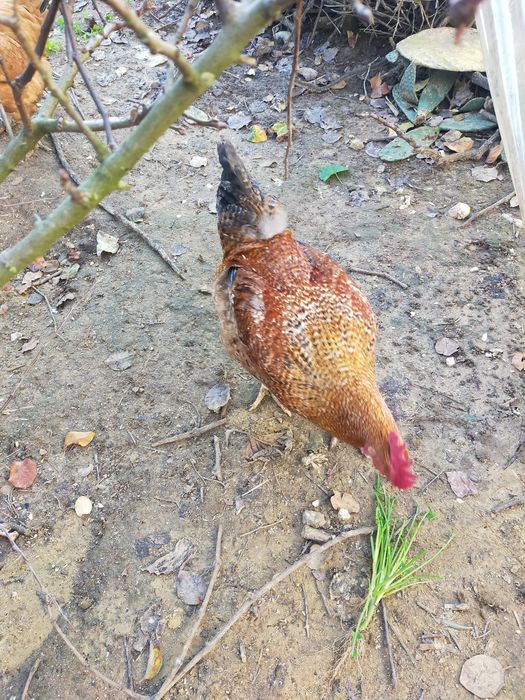 Vendo galo alimentado com alimentação biológica