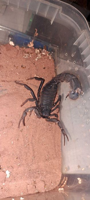 Parabuthus villosus ,,black"