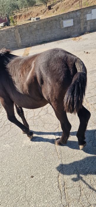 Poldro cruzado de percheron