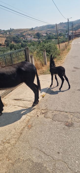 Burra parida com burrico