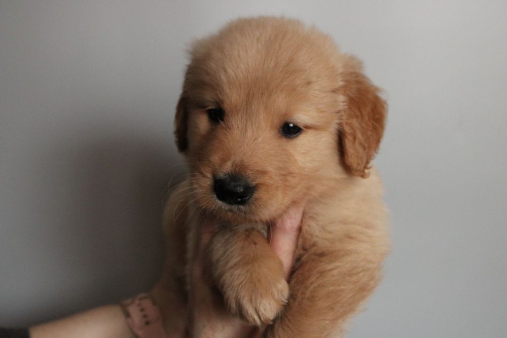 Szczeniak golden retriever