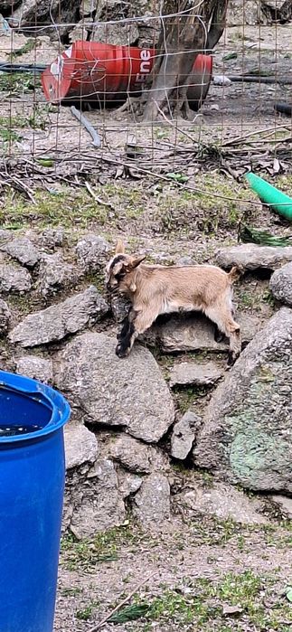 Cabras anãs  femeas