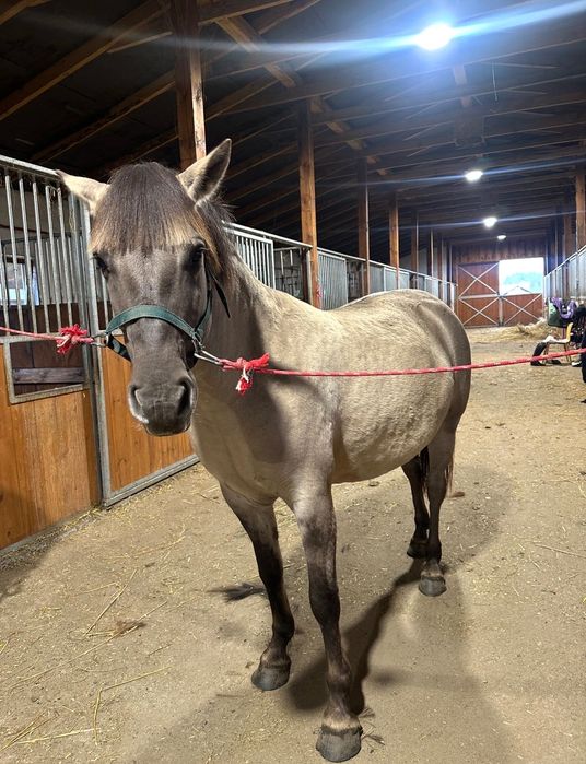 Klacz konik polski 8 lat