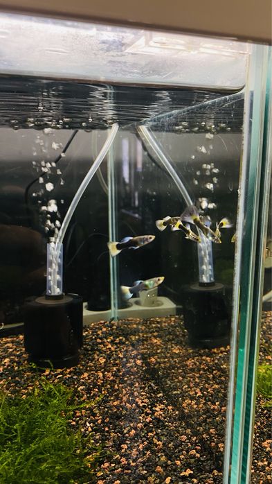 Guppys Macho/ Femea