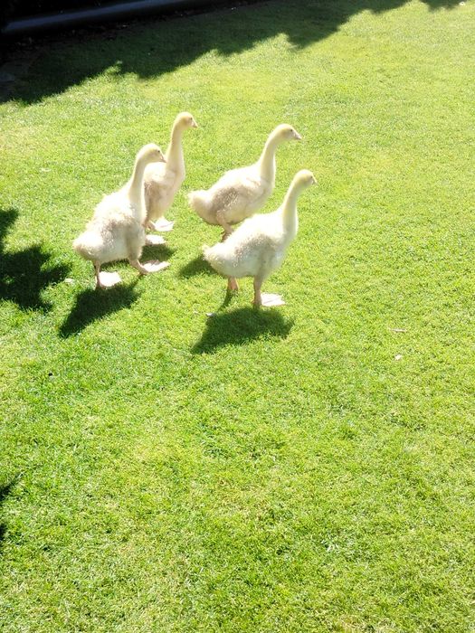 Sprzedam młode gęsi