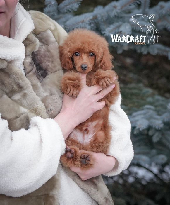 Pudel miniaturowy chłopiec ZKwP FCI