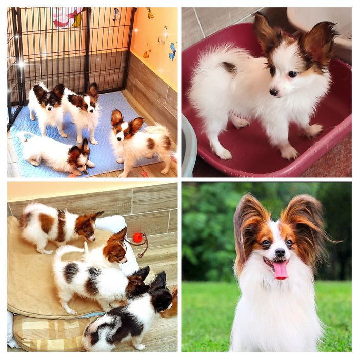 Пропоную цуценят породи "папільони"