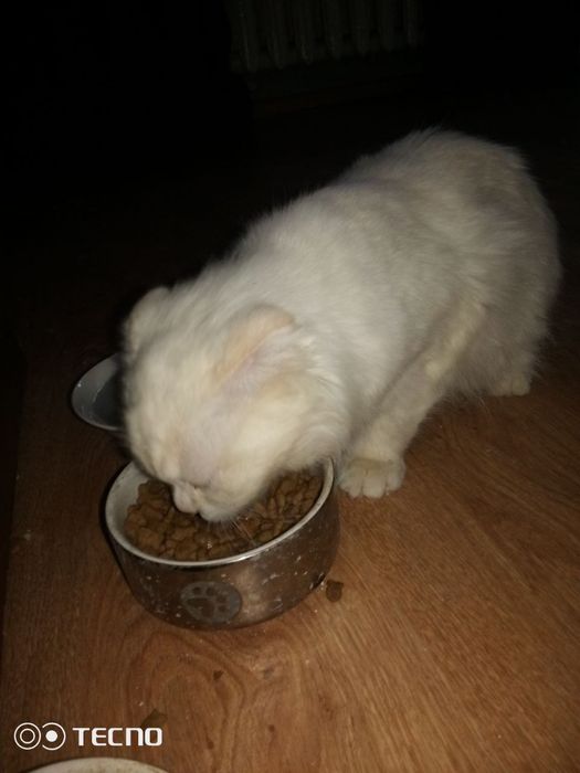 Віддам в добрі руки