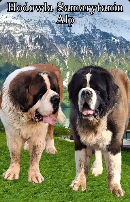 Bernardyn  Bardzo masywny