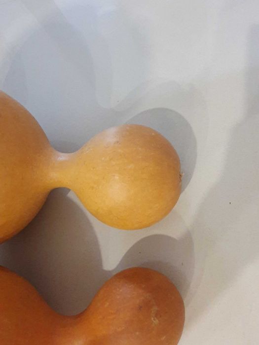 Tykwy owoc zdrewniały z Nigerii + gratis