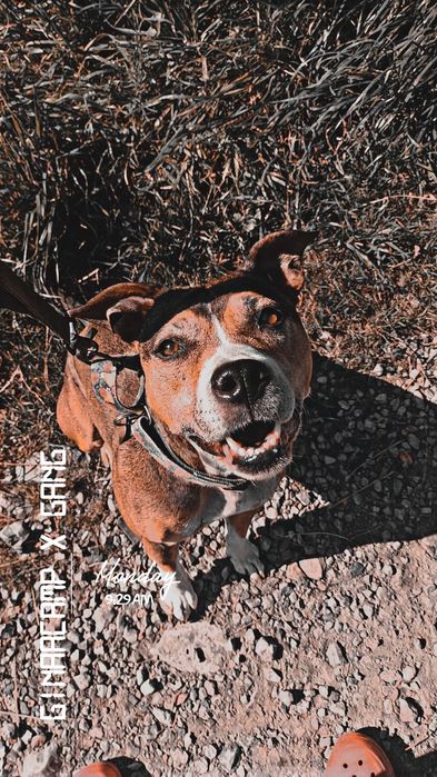 GinaaCamp Hotel dla psów i kotów / ośrodek dla psów / kochamy mądrze