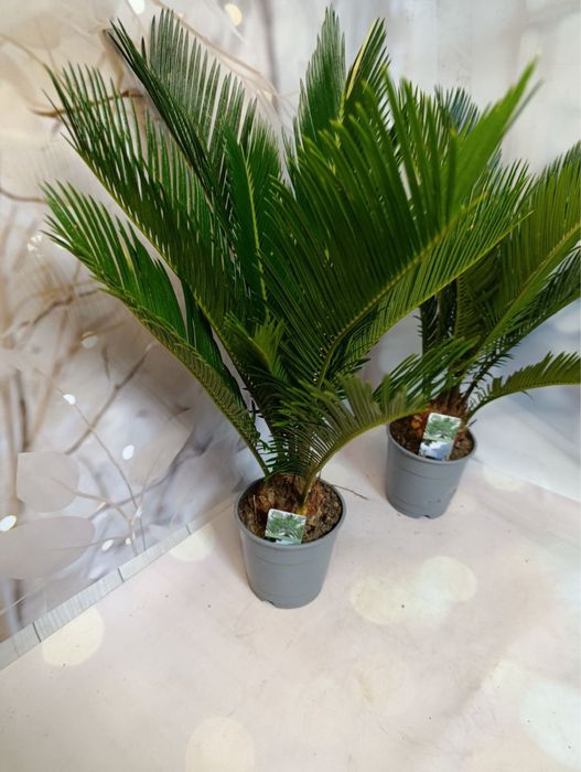 Цикас,різні розміри