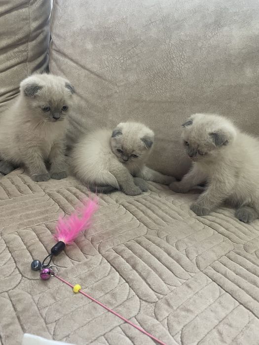 Шотландські кошенятка
