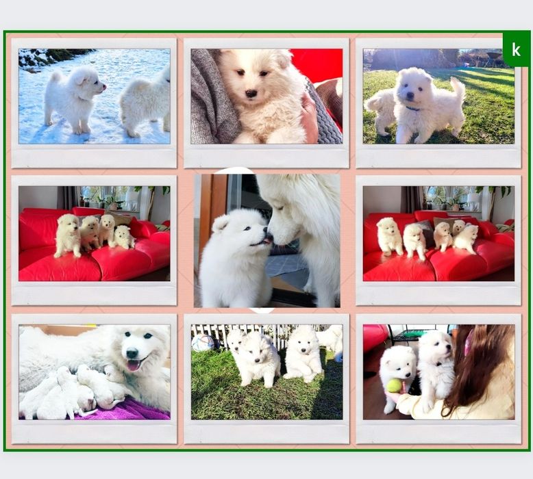 Samoyed szczeniak, pies,suka,FCI,ZKwP, rasowy,rodowód