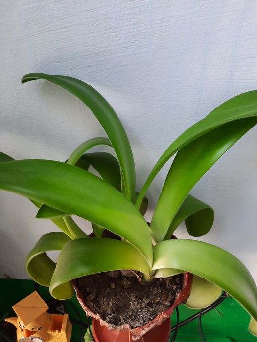 Кімнатна рослина Гемантус