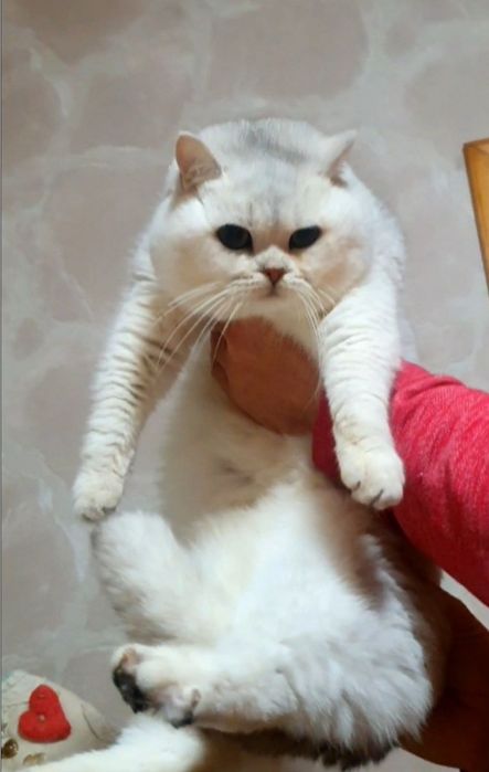 Британський шиншила