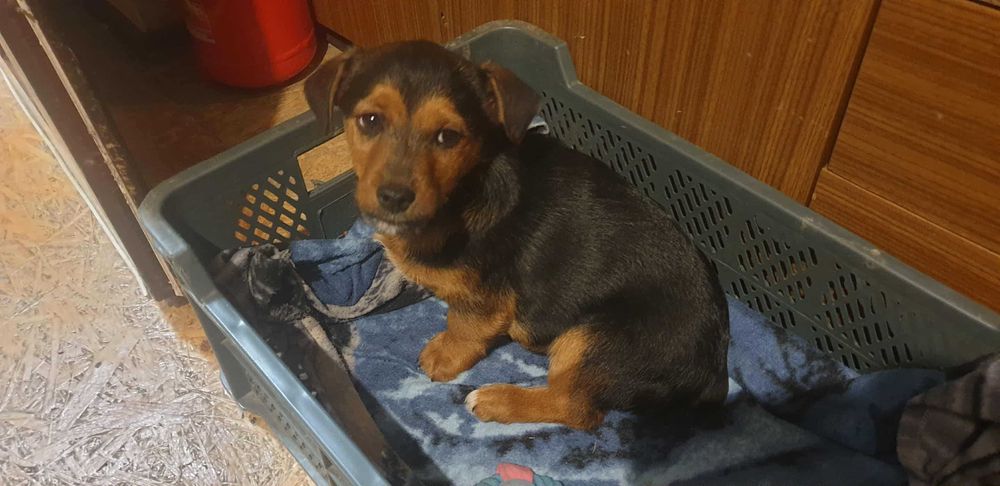 Wydam  młodego pieska