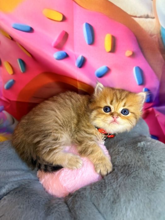 Szkocka koteczka złota szynszyla WCF/PZF+Box prezentowy