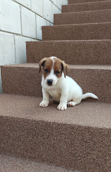 Jack russell terrier piesek