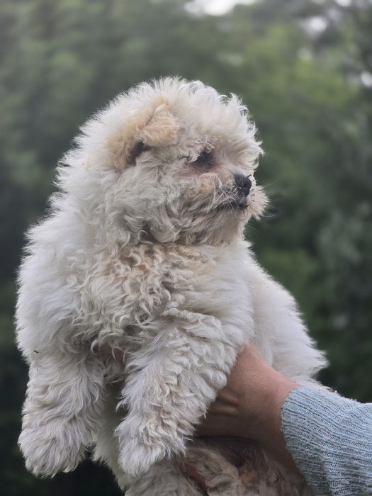 Maltipoo cudowna suczka