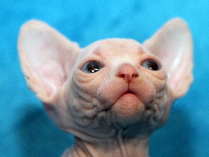 Очень красивы котята