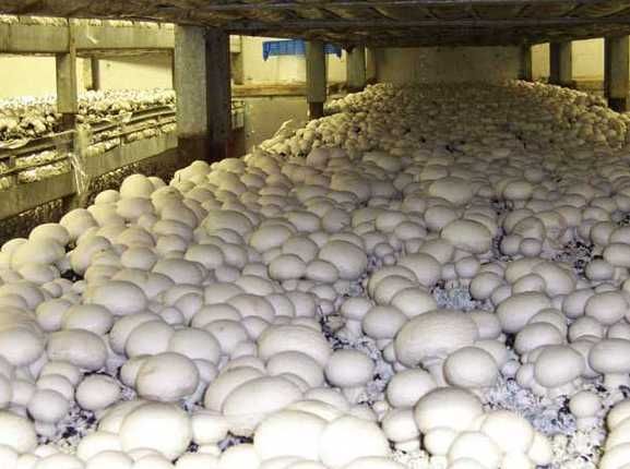 Мицелий Шампиньона / міцелій печериць 1кг Amycel Exxcalibur