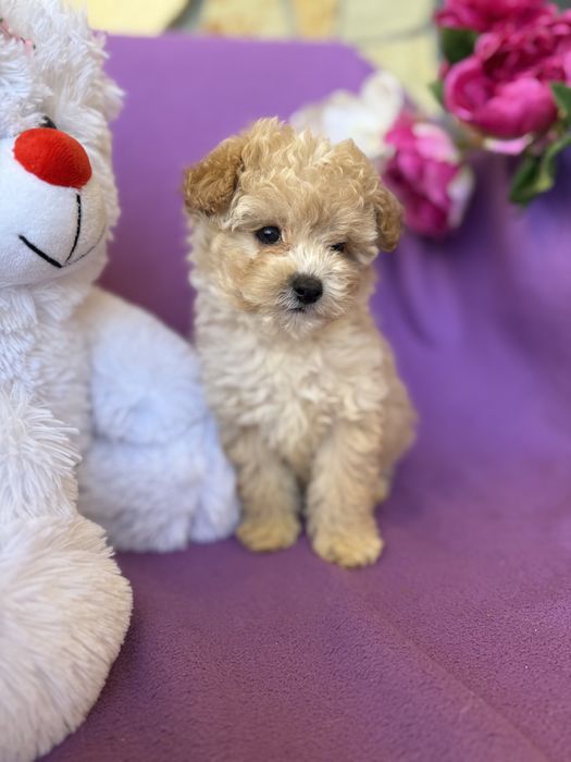 Породисті VIPмальтіпу