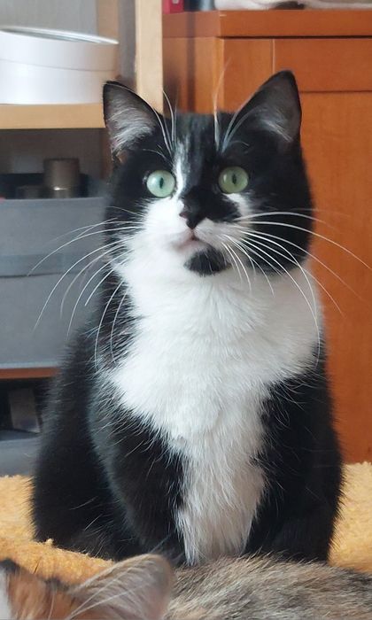 Киця, кицюня, молоденька киця, кішка, котики, коти в добрі руки Київ