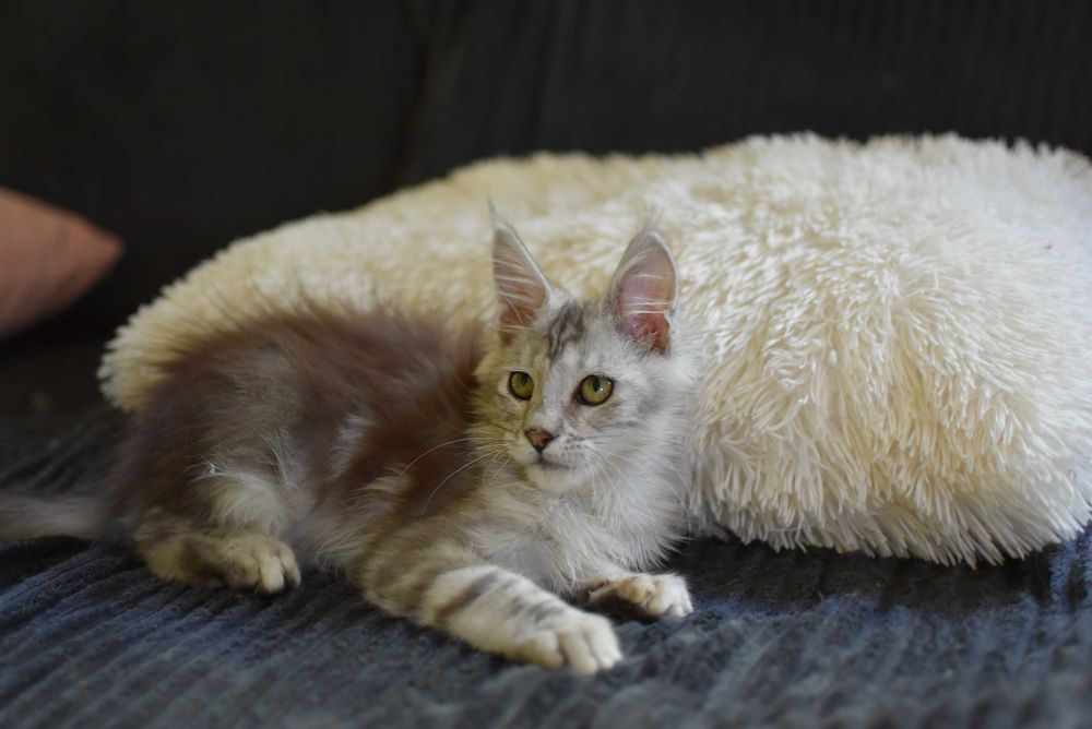 REZERWACJA/Gotowa Do Odbioru/Kotka Maine Coon/Rodowód FPL