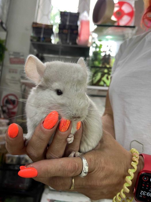 Szynszyla (Chinchilla)