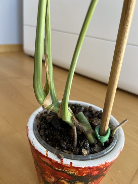Monstera Green Mint