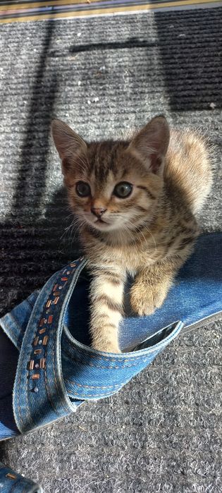 Кошеня в хороші руки