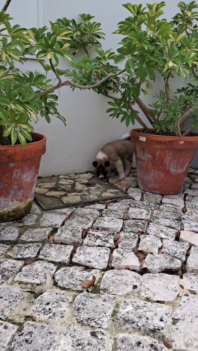 Akita Americano Fêmea máscara