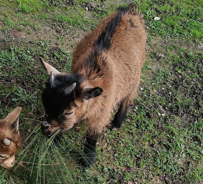 Cabra anã com 4 meses