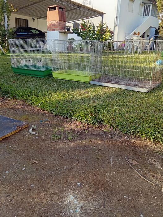 Troco por aves do meu interesse