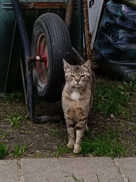 Kotka do oddania w dobre ręce