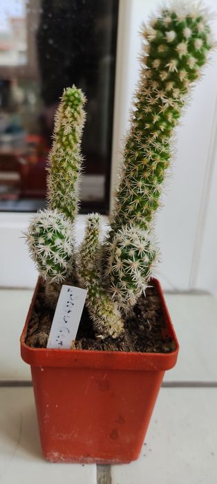 Сикуленти: кактуси хавортії