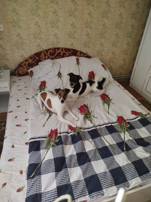 Щенки джек рассела резерв