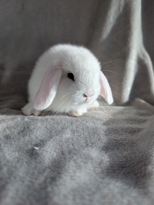 Mini lop, baranek miniaturka, metryka