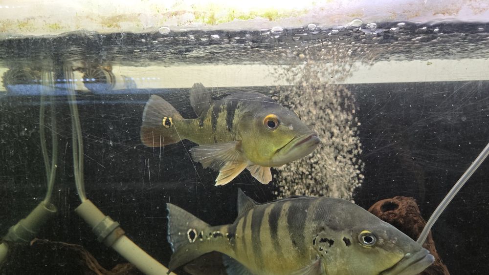 2 ciclhas piquiti 1 ciclha ocellaris