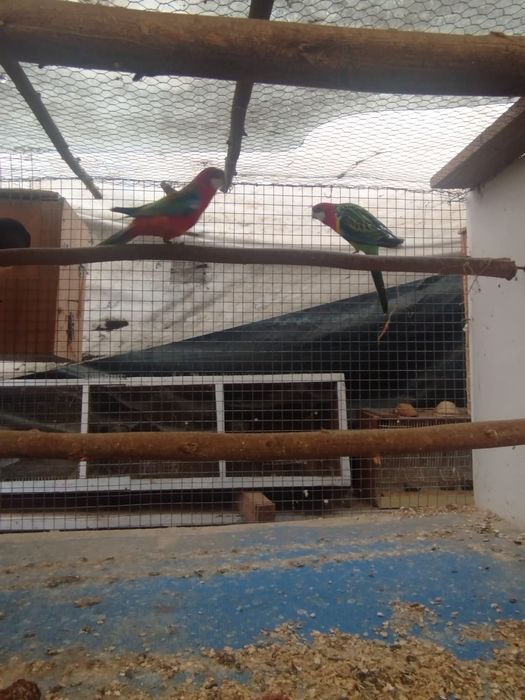 Varias aves para venda