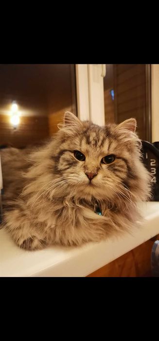 Шукаємо свого котика