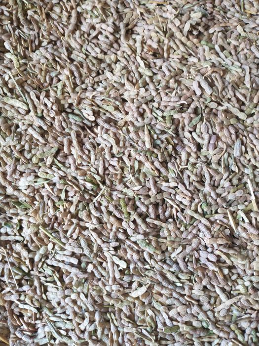 Rzodkiew oleista 2025