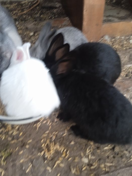 Кролики малышня помесь