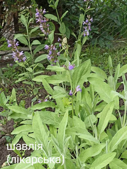 Саджанці шавлії лікарської,мускатної,. Карадонна Аметист, Пурпур. дощ